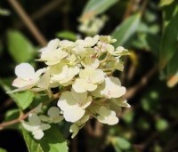 Hydrangea paniculata 'Vanille Fraise' - Pluimhortensia 'Vanille Fraise' - juli bloei 1e fase