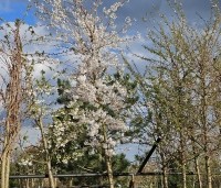 Prunus x yedoensis  - Yoshinokers - 1
