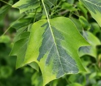 Liriodendron tulipifera 'Aureomarginatum' - Tulpenboom 'Aureomarginatum' - 3