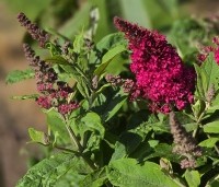 Buddleja davidii 'Butterfly Candy Little Ruby' - dwergvlinderstruik rood - 2