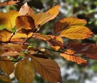 Fagus sylvatica 'Riversii' - Rode Beuk 'Riversii' - herfst
