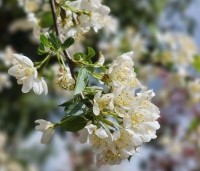 Malus Toringo 'Tina - Dwerg sierappeltje - 1