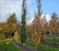 Fagus sylvatica 'Dawyck Gold' - Zuilbeuk - 2
