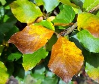 Fagus sylvatica 'Dawyck Gold' - Zuilbeuk - begin van de herfst