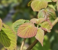 Davidia involucrata - Vaantjesboom - 1