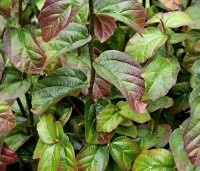 Parrotia persica 'Persian Spire' - Perzisch IJzerhout 'Persian Spire' - zomerblad