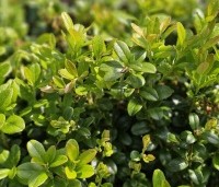 Vaccinium vitis-idaea 'Miss Cherry' - Vossenbes - 1