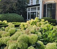Hydrangea arborescens 'Annabelle'  - Amerikaanse Hortensia 'Annabelle' - 4