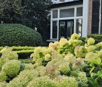 Hydrangea arborescens 'Annabelle'  - Amerikaanse Hortensia 'Annabelle' - 3