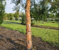 Pinus sylvestris 'Glauca' - Grove den 'Glauca' - 3