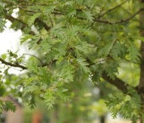 Alnus glutinosa 'Laciniata' blad