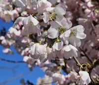 Prunus 'Pandora' - Sierkers 'Pandora' - 1