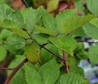 Rubus fruticosus 'Triple Crown' - Doornloze braam 'Triple Crown' - 2