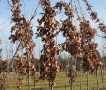 Quercus x bimundorum Crimschmidt zuileik