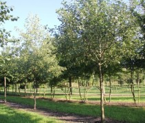 Zwarte Els op kwekerij Ten Hoven Bomen Apeldoorn