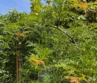 Acer palmatum 'Dissectum' - Japanse esdoorn 'Dissectum' - 1