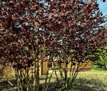 Corylus avellana 'Purpurea'