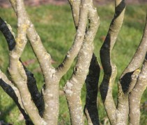 Hamamelis Arnold's Promise