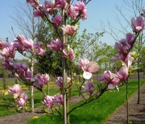 Magnolia 'Galaxy' bloeiwijze