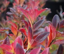Rododendron Azalea Knaphill Golden Sunset