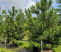 Pinus nigra 'Nigra' - Oostenrijkse den - airpot