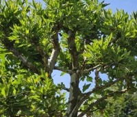 Platanus x hispanica 'Alphen's Globe' - Plataan - 3