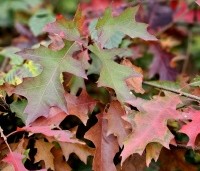 Quercus palustris - Moeraseik - 9
