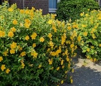 Hypericum 'hidcote' - Hertshooi 'Hidcote' - vakbeplanting - 4