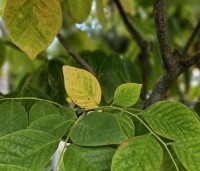 Cladrastis kentukea - Geelhout - juli