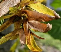 Carpinus betulus 'Pendula' - Treur haagbeuk -  zaden