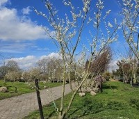 Prunus dom. 'Reine Claude Verte' - Prunus dom. 'Reine Claude Verte' - 3