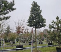 Ilex 'Nellie R. Stevens' - Amerikaanse hulst - kegel AA kwaliteit. 200 cm stamhoogte