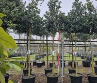Ilex 'Nellie R. Stevens' - Amerikaanse hulst - 14-16 stamomtrek. Kroon op180cm stam. februari