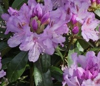 Rhododendron ponticum - Wilde rhododendron - 5