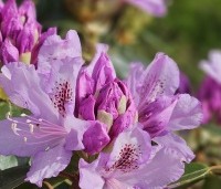 Rhododendron ponticum - Wilde rhododendron - 6