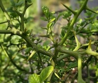 Poncirus trifoliata - Wilde citrus - 1