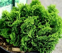 Chamaecyparis obtusa 'Nana Gracilis' - Japanse dwergcipres - 5
