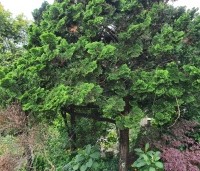 Chamaecyparis obtusa 'Nana Gracilis' - Japanse dwergcipres - 4