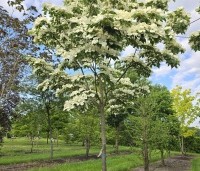 Cornus kousa 'Venus' - Japanse grootbloemige kornoelje ‘Venus' - 8