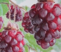 Rubus 'Tayberry' - Taybes - 2