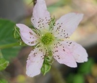 Rubus 'Tayberry' - Taybes - 1
