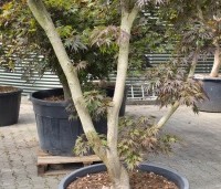 Acer palmatum 'Matsukaze' - Japanse esdoorn - 6