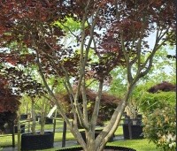 Acer palmatum 'Fireglow' - Japanse Esdoorn 'Fireglow' - 3