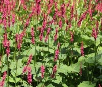 Borderpakket - Borderpakket - 1Persicaria amplexicaulis