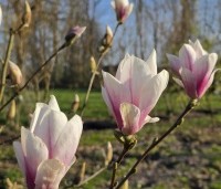 Magnolia soulangeana - Magnolia soulangeana - 1