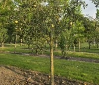 Pyrus com. 'Conference' - Pyrus com. 'Conference' - 2