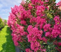 Lagerstroemia indica 'Tuscarora' - Indische sering 'Tuscarora' - 1