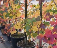 Liquidambar styraciflua 'Rotundiloba - Amberboom 'Rotundiloba' - 6