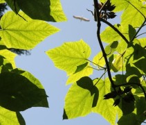 Blad Pauwlonia tomentosa 'Hulsdonk'
