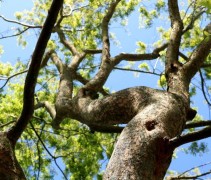 stam Zelkova serrata